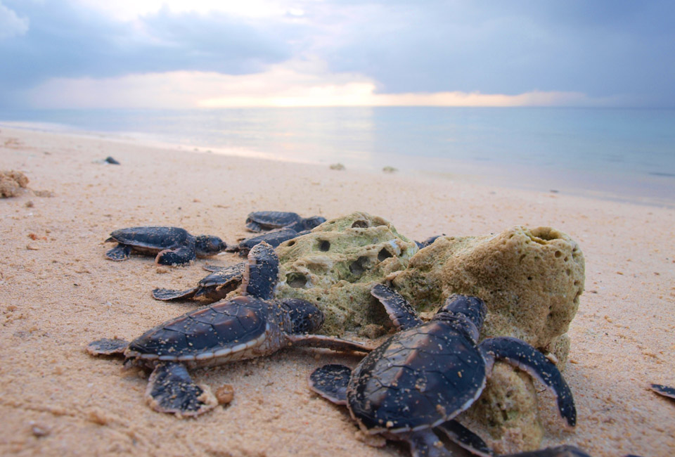 Turtle Islands Wildlife Sanctuary