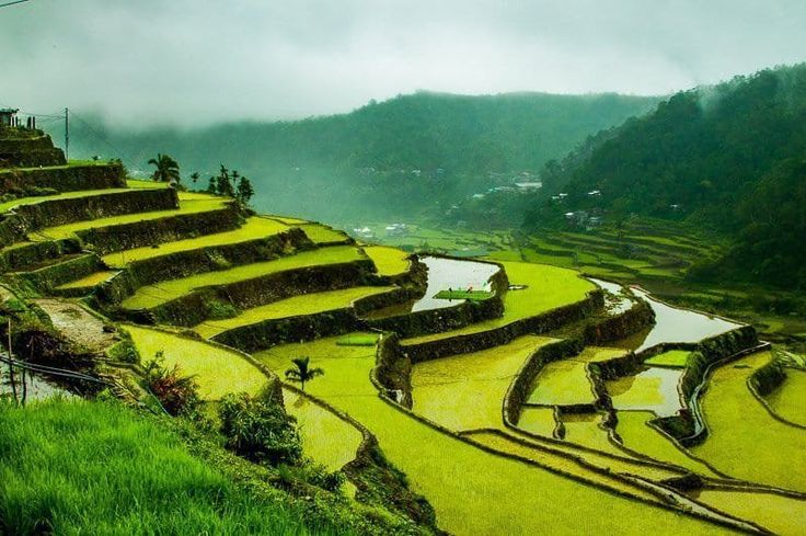 Banaue Rice Terraces